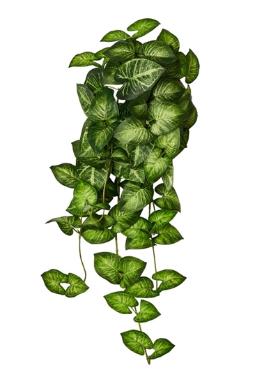 Immagine di CASCANTE CALADIUM x 70 CM.65