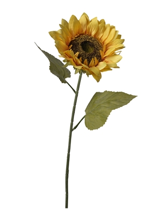 Immagine di GIRASOLE RAMO SINGOLO C/2 FOGLIE CM. 75