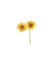 Picture of RAMETTO GIRASOLE PC. cf. 72