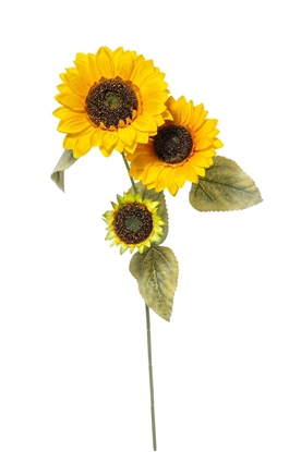 Immagine di GIRASOLE x 3 CM.90