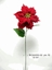 Picture of SINGLE POINSETTIA SPRAY w/2 LVS 70cm