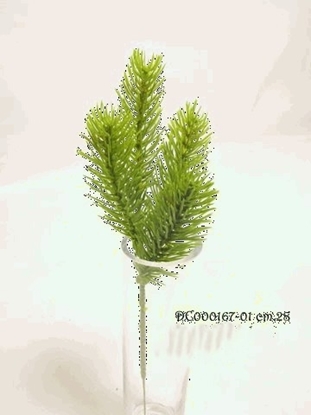 Immagine di PINE PICK 28 cm  CF, 12 PZ