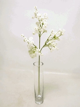 Picture of PLASTIC GYPSO SPRAY x108 FLRS 52cm