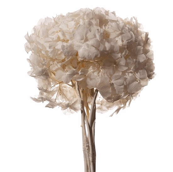 Immagine di HYDRANGEA SACCHETTO X 1 MZ