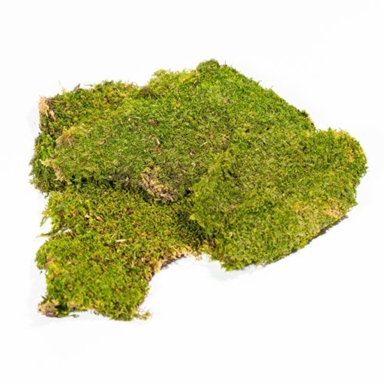 Immagine di INDIAN MOSS V MELA 14 SCF X 300 GR