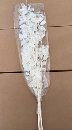 Immagine di RAMI LUNARIA BIANCO 01 SACCHETTO X 1 MZ