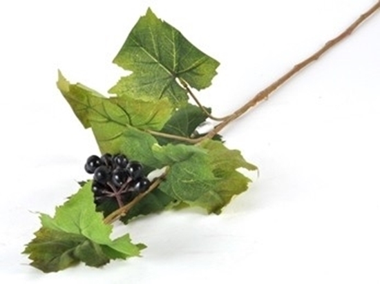 Immagine di VITE RAMO CON UVA NERA