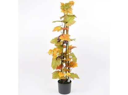 Immagine di VITE IN VASO 120 CM