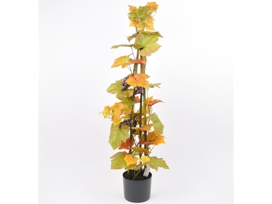 Immagine di VITE IN VASO 120 CM