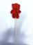 Immagine di ORSETTO TEDDY C/ STICK 25 CM ROSSO