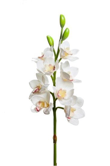 Immagine di CIMBYDIUM 8 FIORI E 3 BOCCIOLI CM.77