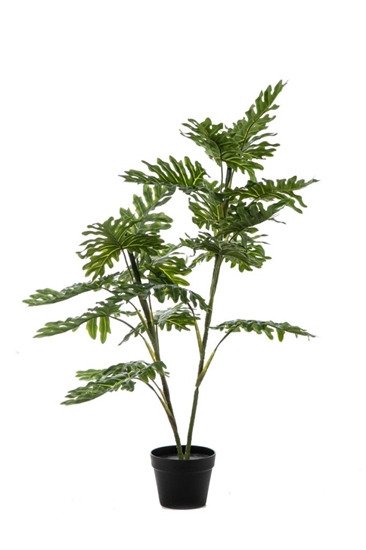 Immagine di PLANTE DE PHILOSELLUM EN POT 19F, 120CM