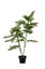Picture of PLANTE DE PHILOSELLUM EN POT 19F, 120CM