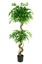 Immagine di PLANTE DE MINI FICUS H 150 CM