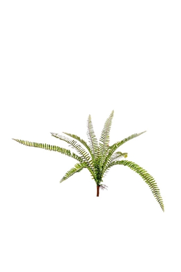 Immagine di PLANTE DE FOUGERE X 10 H 63 CM