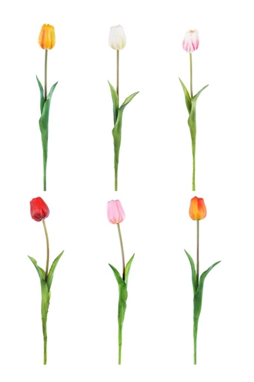 Immagine di TULIPANO NATURAL TOUCH H.CM.47