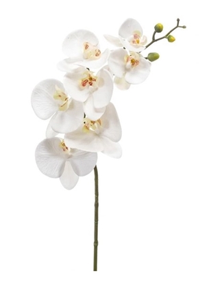 Immagine di PHALAENOPSIS x 6 CM.72