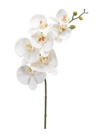 Immagine di PHALAENOPSIS x 6 CM.72