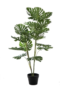 Immagine di PIANTA PHILODENDRO 19 FOGLIE CM.120