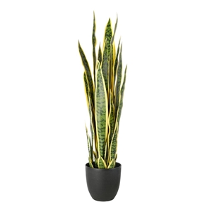 Immagine di SANSEVIERA CM.90