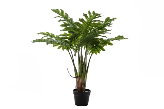 Picture of PIANTA PHILOSELLUM 9 FOGLIE CM 80