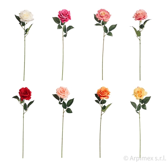 Immagine di ROSA DIAMOND