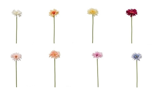 Immagine di GERBERA SINGOLA CM.55