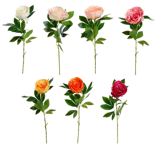 Immagine di PEONIA SINGOLA