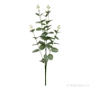 Picture of EUCALYPTO x 5 NATURAL TOUCH CM.62