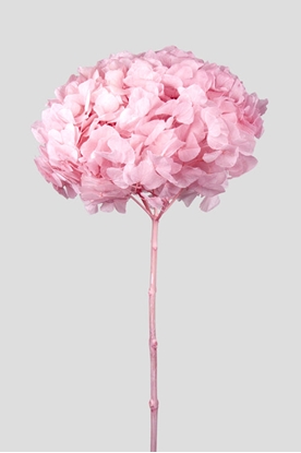 Immagine di ORTENSIA STABILIZZATA BIG LEAF