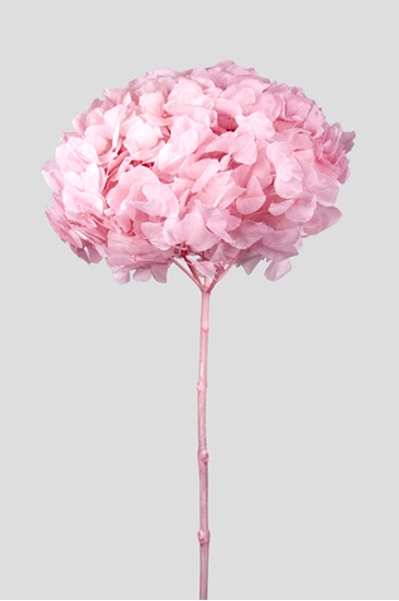 Picture of ORTENSIA STABILIZZATA BIG LEAF