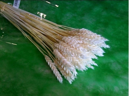 Immagine di TRITICUM X 100 GR.