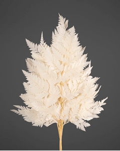 Picture of FELCE HOLLY CF. 10 ST.