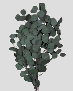 Picture of EUCALIPTO POPULUS STABILIZZATO