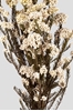 Picture of Helichrysum | White STABILIZZATO