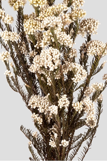 Picture of Helichrysum | White STABILIZZATO