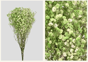Picture of Gypsophila | STABILIZZATA GREEN