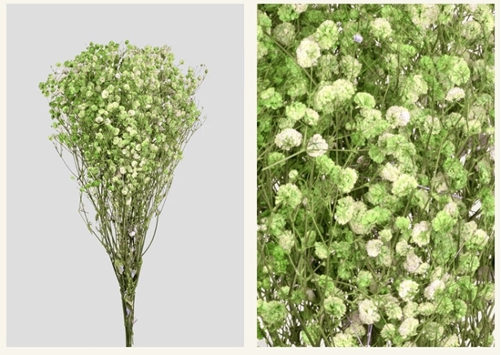 Immagine di Gypsophila | STABILIZZATA GREEN