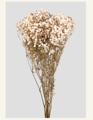 Immagine di Gypsophila | STABILIZZATA White
