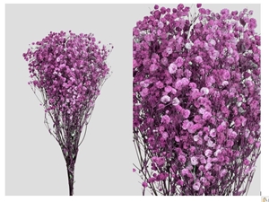 Immagine di Gypsophila | STABILIZZATA PINK