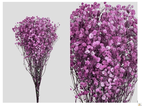 Immagine di Gypsophila | STABILIZZATA PINK