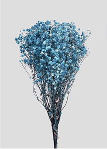 Immagine di Gypsophila | Cobalt Blue