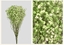 Immagine di Gypsophila | STABILIZZATA GREEN