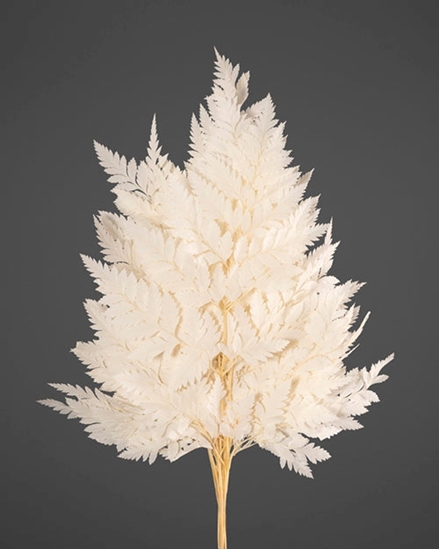 Immagine di FELCE HOLLY CF. 10 ST.