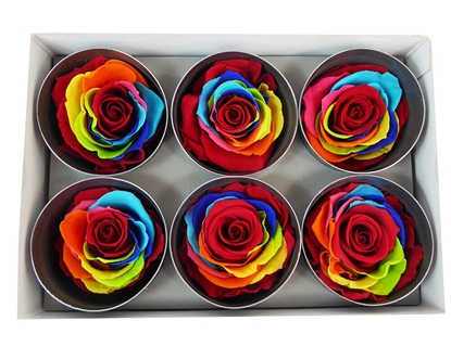Immagine di ROSE STABILIZZATE STANDARD CF 6 PZ. RAIMBOW