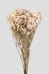 Immagine di Gypsophila Premium White