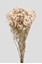 Immagine di Gypsophila Premium White