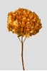 Immagine di ORTENSIA STABILIZZATA BIG LEAF