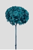 Immagine di ORTENSIA STABILIZZATA BIG LEAF