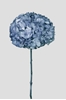 Immagine di ORTENSIA STABILIZZATA BIG LEAF